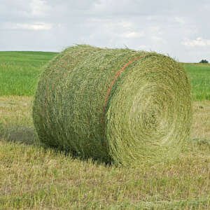 alfalfa