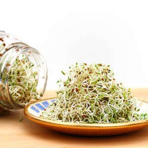 alfalfa seed