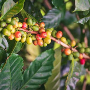 arabica coffee beans