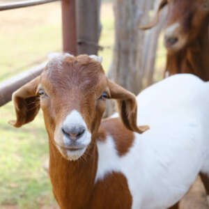 boer goat on farm for agriculture concept