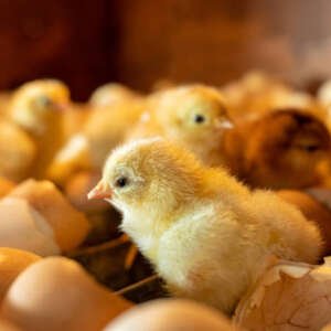 close up of small cute newborn chick, just hatched in incubator