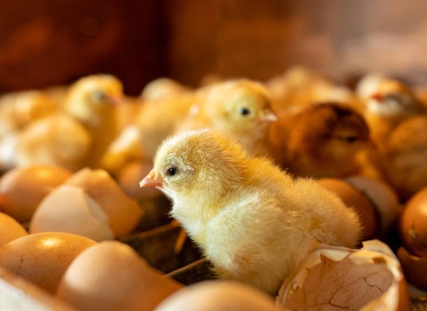close up of small cute newborn chick, just hatched in incubator close up of small cute newborn chick, just hatched in incubator