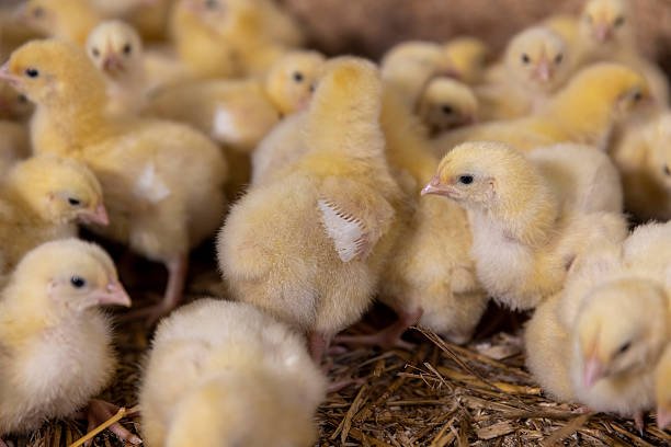 day old chicke day old chicke