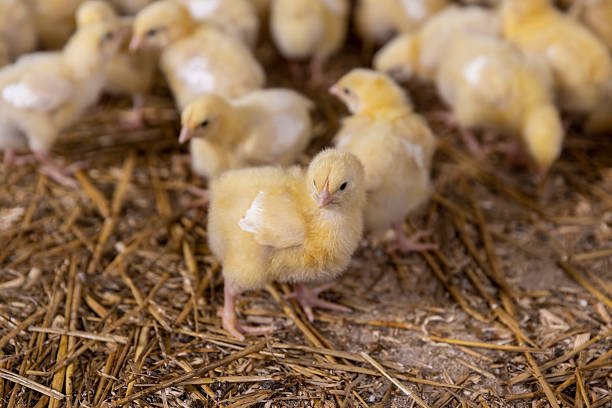 day old chicken day old chicken