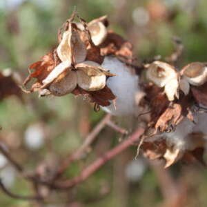cotton plant