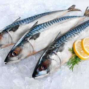fresh mackerel fish (scomber scrombrus) on ice