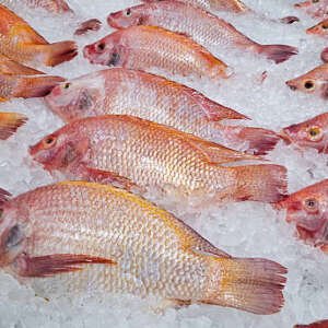 frozen tilapia