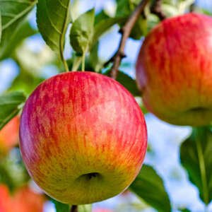 red apple on tree in hirosaki apple park