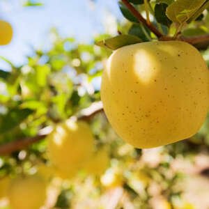 golden delicious apples on a tree. shallow dof.