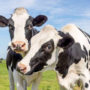 two cows love and kiss, black and white cuddling in a greenfield on a sunny day