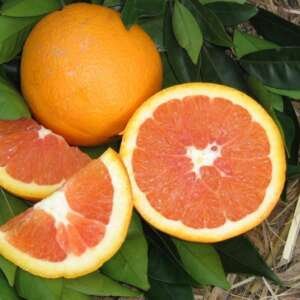 navel orange varieties.