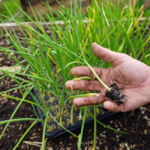man holds young onion plant for transplanting in vegetable garden