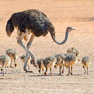 female ostrich (struthio camelus) with chicks, kalahari desert, south africa