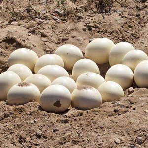 ostrich eggs in a nest in south africa