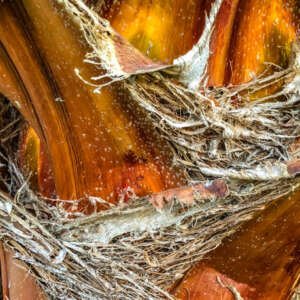 close up of a tropical palm tree. abstract palm texture for nature background.