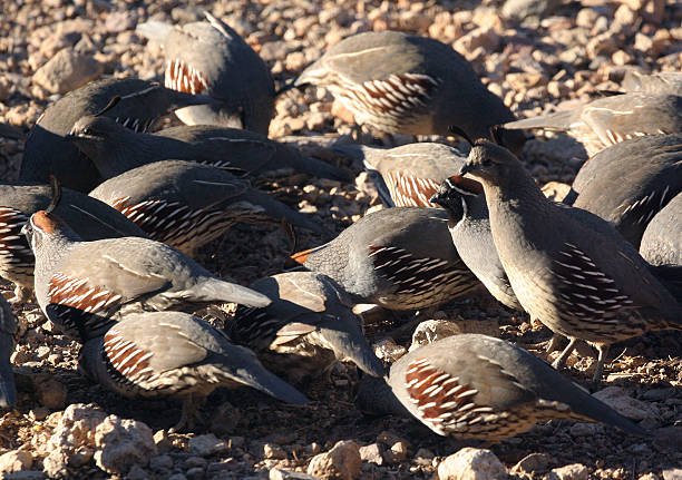 gambel's quail (callipepla gambelii), searching for food gambel's quail (callipepla gambelii), searching for food
