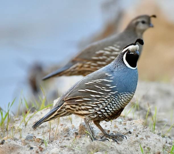 quail quail