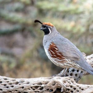 gambel's quail in natural environment