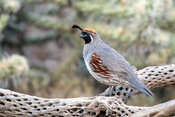 gambel's quail in natural environment gambel's quail in natural environment