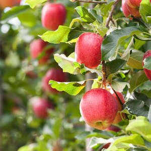 red gala apples, hanging in a tree.
