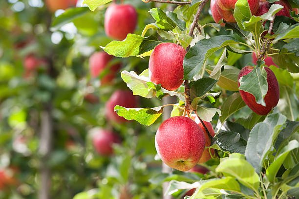 red gala apples, hanging in a tree. red gala apples, hanging in a tree.