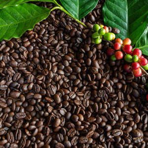 robusta coffe