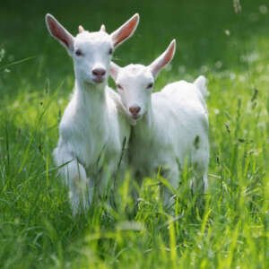 two baby goat kids stand in long summer grass.