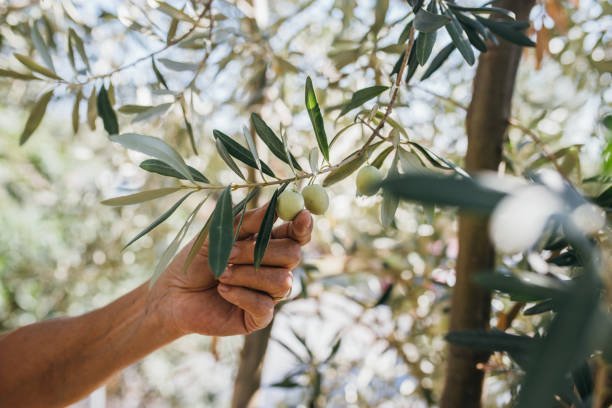 picking fresh organic olives from the tree picking fresh organic olives from the tree