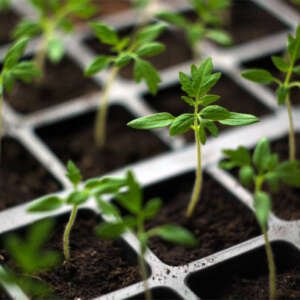 young green tomato seedling in seedling tray, close up