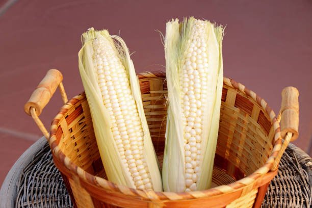 two ears of white corn in a wicker basket. two ears of white corn in a wicker basket.