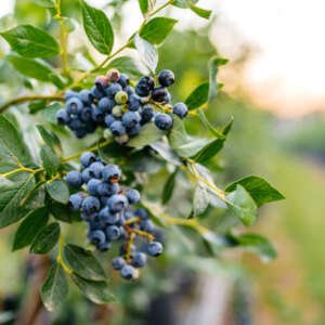 blueberries on a branch in an agricultural field.