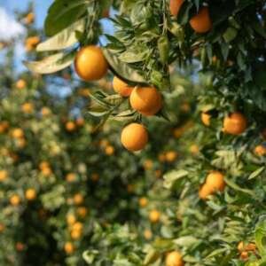 ripe valencia oranges on tree in orange garden