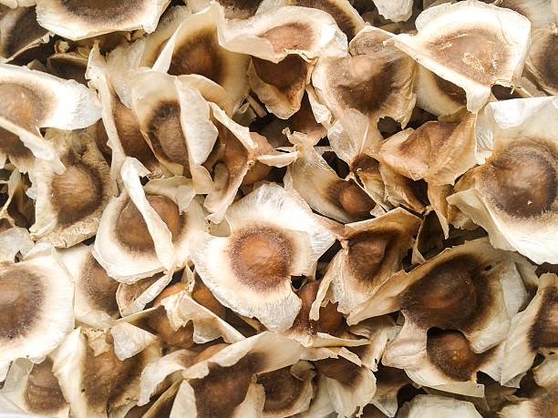 dry moringa seed (moringa oleifera lam) dry moringa seed (moringa oleifera lam)