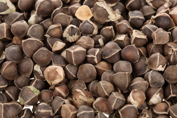 group of moringa seeds group of moringa seeds