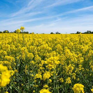 rapeseed meal