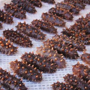 seafood. a lot of raw fresh trepang lies in a row. sea cucumber